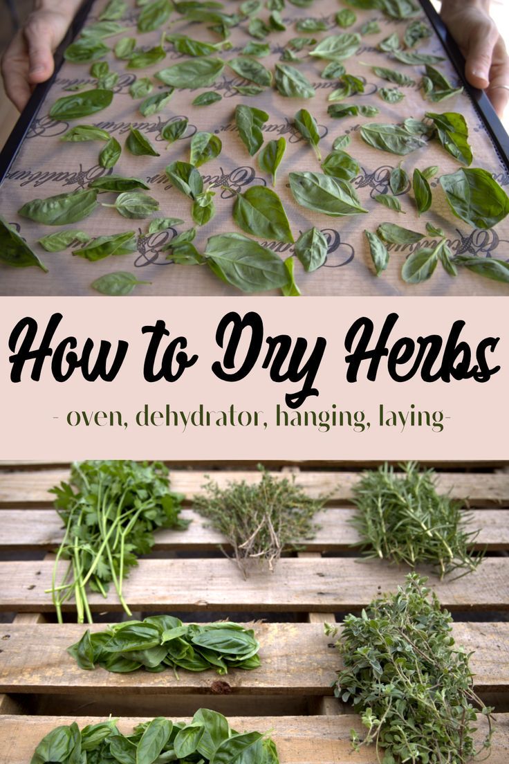 how to dry herbs by dehydrating, hanging, or laying to dry. Drying Thyme, Apartment Homesteading, Drying Fresh Herbs, Herb Rack, Herbal Education, Preserving Herbs, Dry Herbs, Harvesting Herbs, Medical Herbs