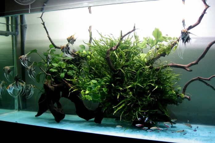 an aquarium with plants and fish in it