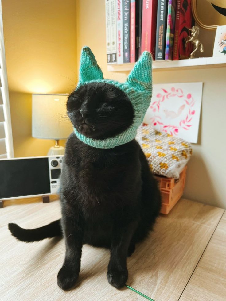 Black cat wearing a knitted teal hat with pokets for ears, but, unfortunately, he not happy about it Cat Hat Knit, Cat Knit Hat, Cat Crochet Outfit, Cats In Outfits, Crochet Cat Hats, Cat Crochet Hat, Cat Wearing Hat, Knitted Cat Hat, Cats With Hats