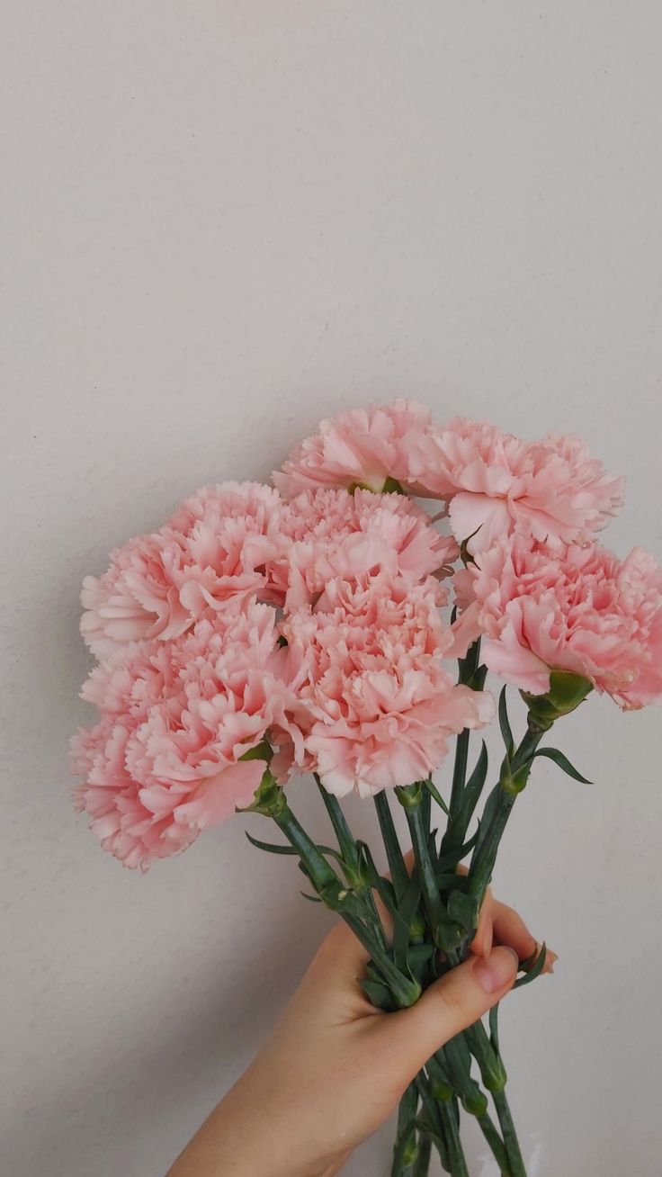 a hand holding pink carnations against a white wall