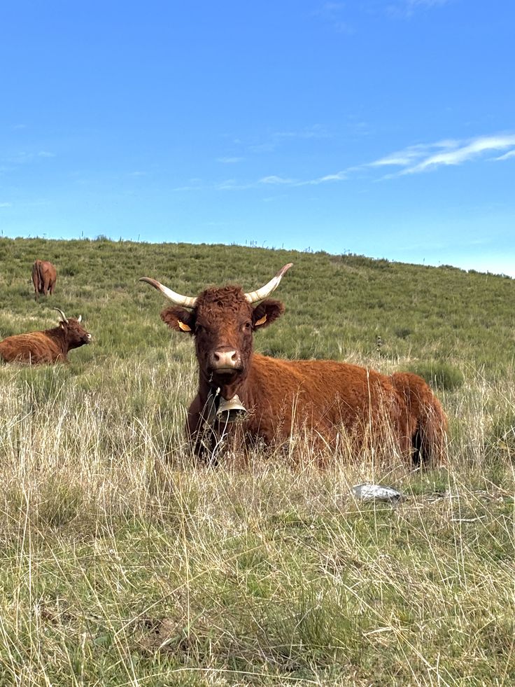 some brown cows are standing in the grass and one is looking at the camera while another looks on