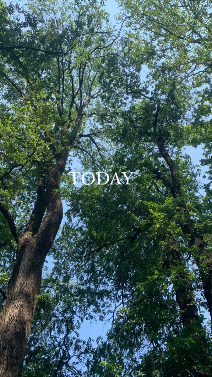 trees with the words today written in white on top and below them, against a blue sky