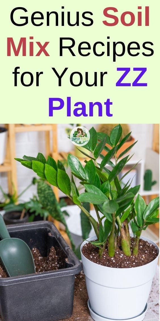 a potted plant sitting on top of a table next to a container filled with plants