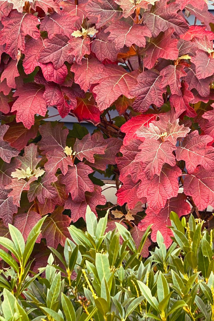 red leaves are growing on the side of a building