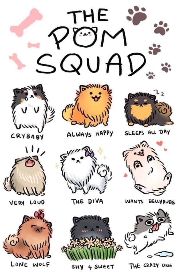 the pom squad poster with different breeds and colors on it's back side