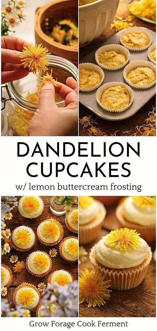 Step into the world of herbal desserts & easy desserts with our dandelion cupcakes. This recipe makes baking with dandelions simple, combining them with lemon buttercream for a tasty, forage-friendly treat. A creative way to incorporate wild food into your dessert repertoire. Find more summer dessert recipes, healthy baking recipes, and wild food foraging tips at growforagecookferment.com. Foraging Dandelions, Foraging Tips, Spring Foraging, Lemon Buttercream Frosting, Edible Flowers Cake, Food Foraging, Kitchen Witch Recipes, Edible Flowers Recipes, Wild Food Foraging