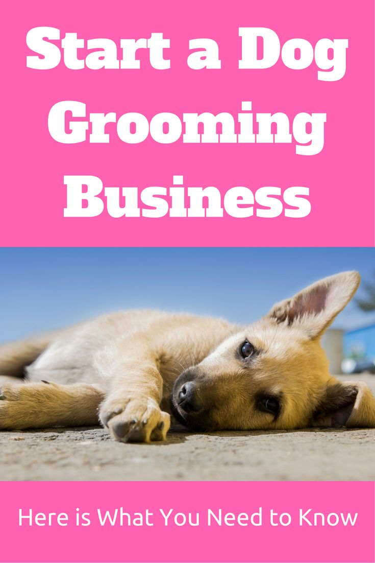 a dog laying on the ground with text overlay that reads, start a dog grooming business here is what you need to know