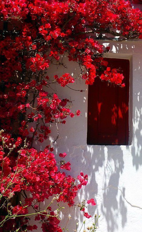 red flowers are growing on the side of a white wall with a window in it