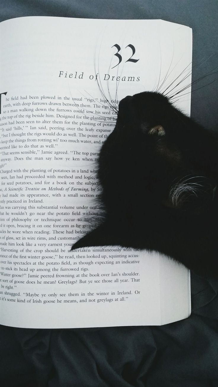 a black cat laying on top of an open book with the title field of dreams written in it