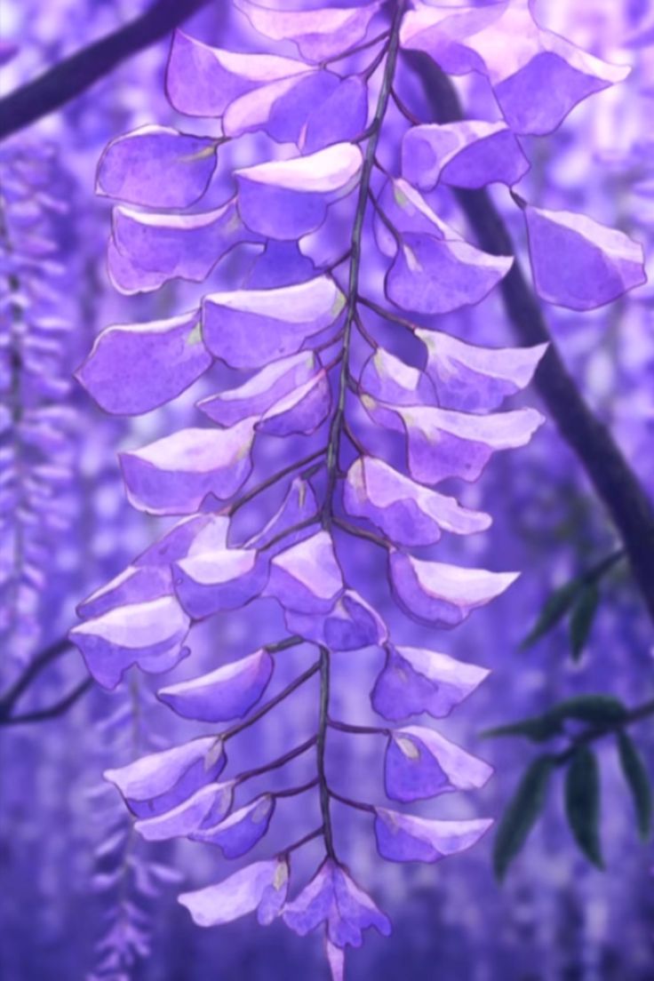 purple flowers are hanging from a tree branch