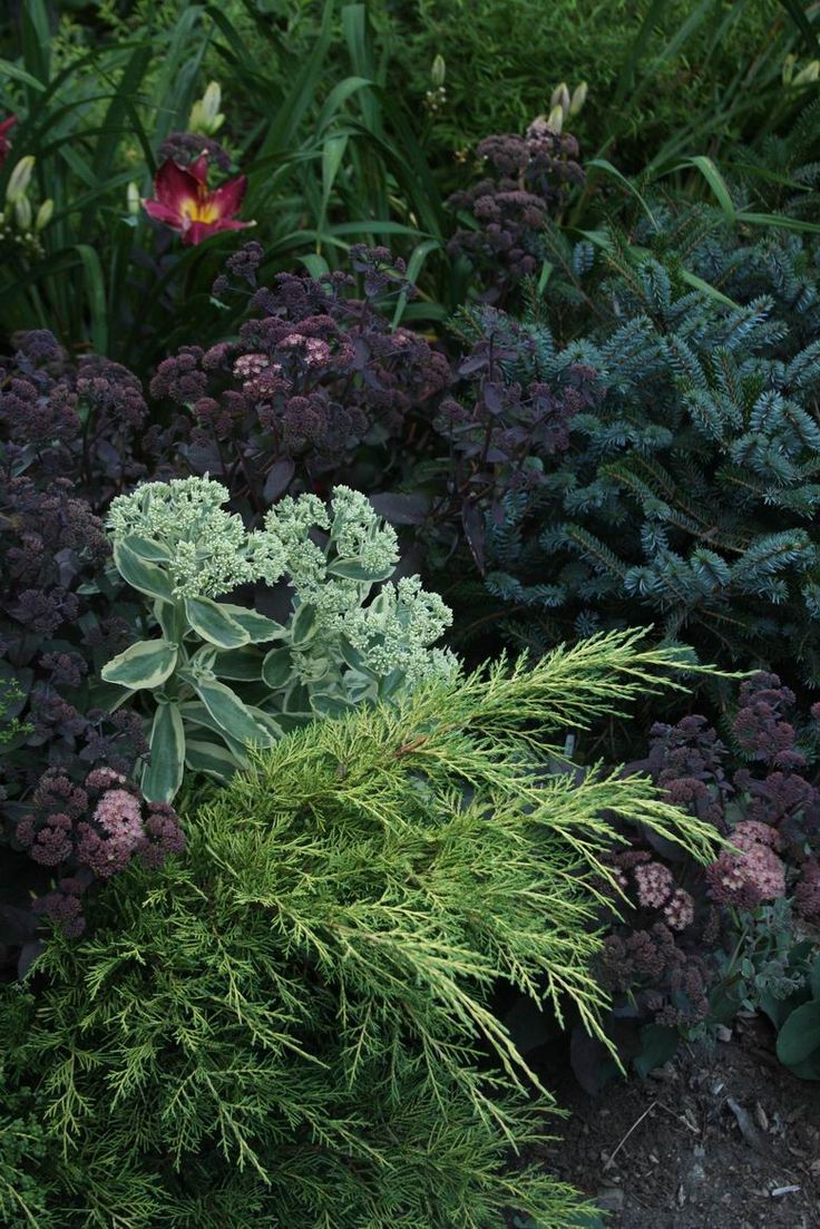 various plants and flowers in a garden with dark green leaves, purple foliage, and pink flowers