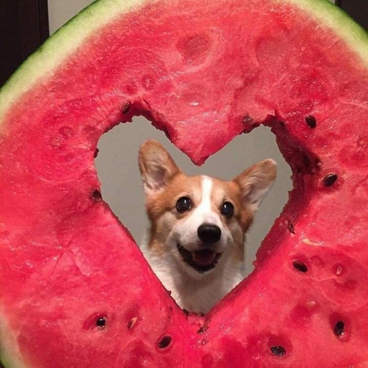 a dog sticking its head through a heart shaped cut in half watermelon slice