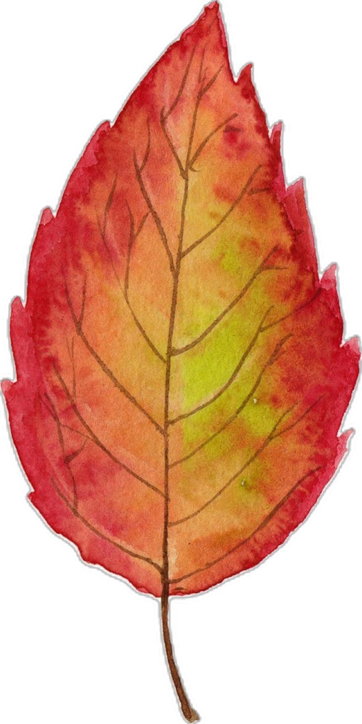 a watercolor drawing of a leaf with yellow and red leaves on it's side