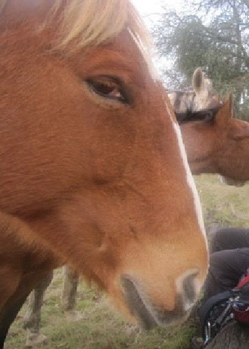 two horses standing next to each other in a field