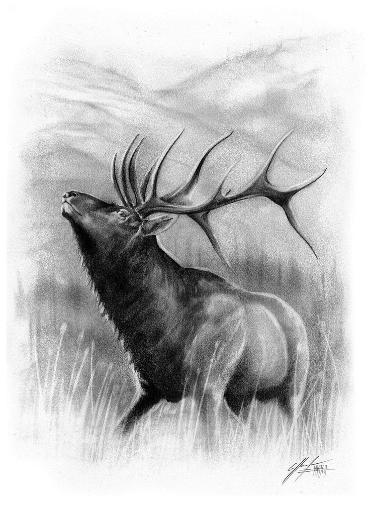 a black and white drawing of an elk