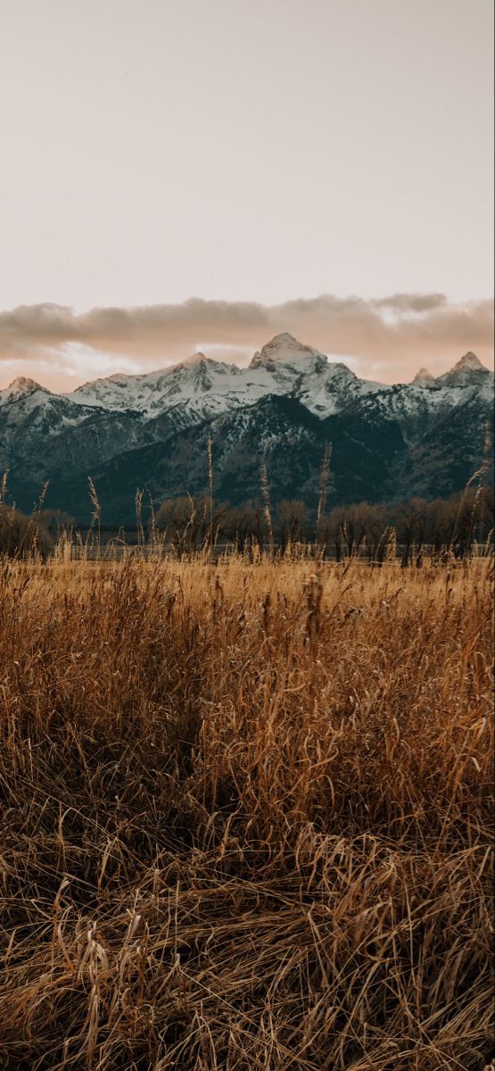 a field with tall grass and mountains in the background