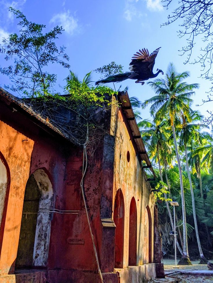 a bird flying over an old building with palm trees in the backgrouds