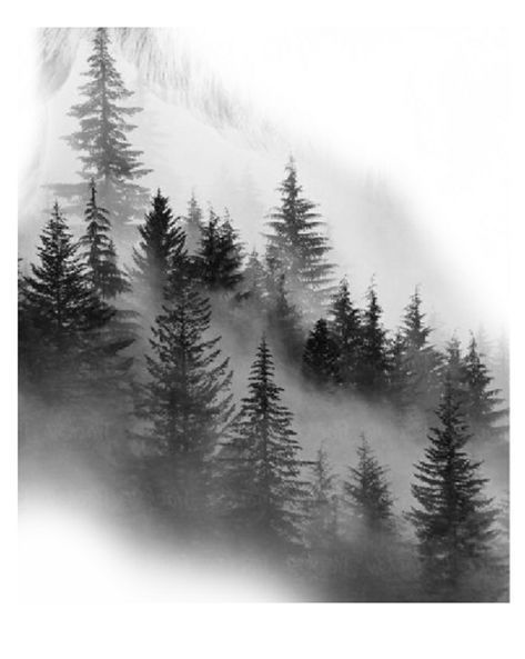 black and white photograph of pine trees in fog