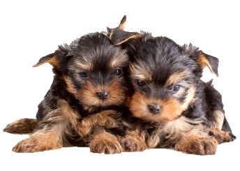 two puppies are sitting together on the floor