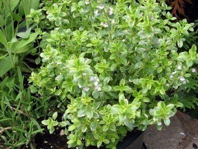 a close up of a plant in a pot on the ground near other plants and flowers