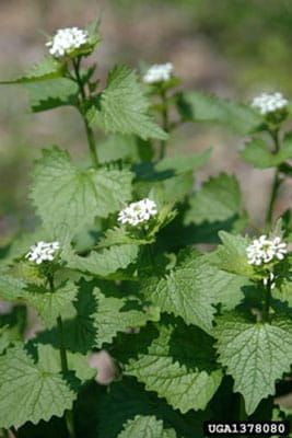 some white flowers and green leaves in the grass