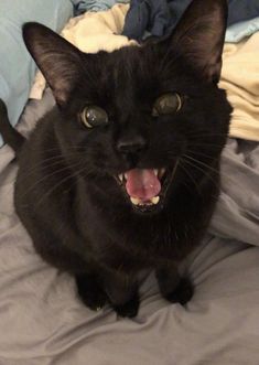 a black cat sitting on top of a bed with its mouth open and it's tongue out