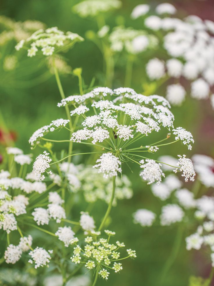 some white flowers are growing in the grass