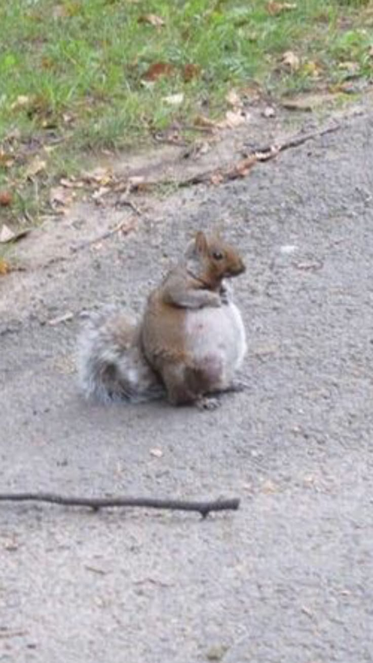 a squirrel sitting on the ground next to a street