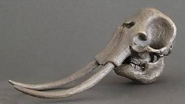 an animal skull with long tusks on a gray background