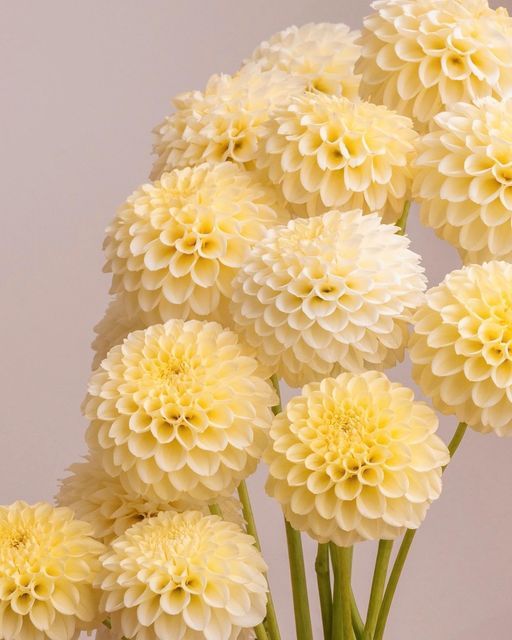 a vase filled with yellow flowers on top of a table