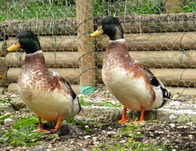 two ducks standing next to each other in front of a chain link fence and logs