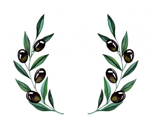 an olive branch with green leaves and black olives on it, painted in watercolor