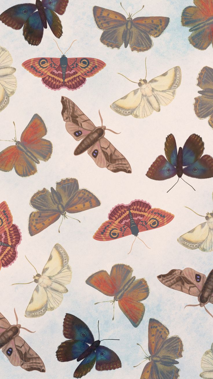 many different colored butterflies on a white background with blue sky in the backround