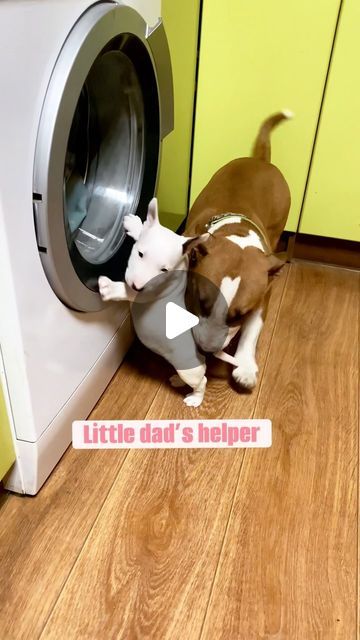 a dog is playing with a washing machine