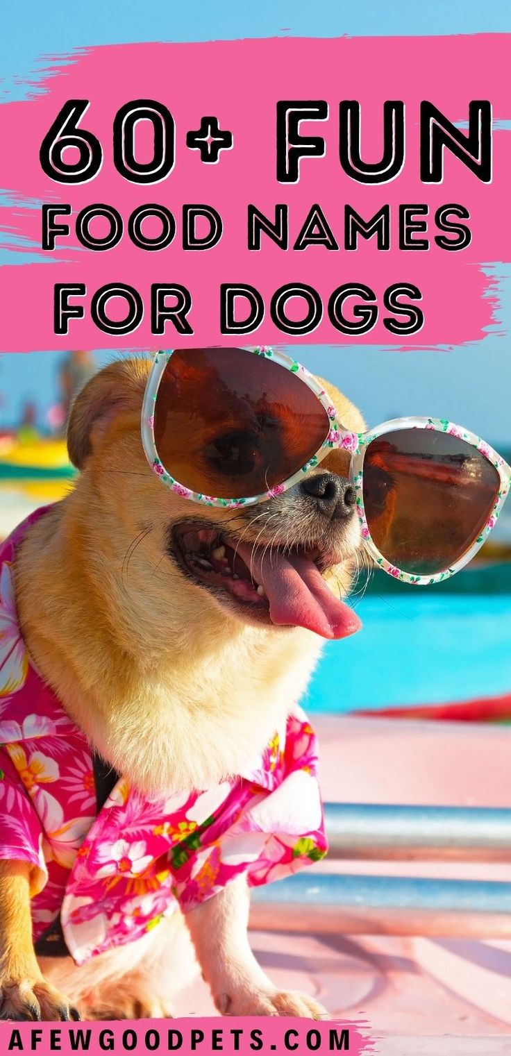 Chihuahua dog wearing colorful sunglasses and a colorful pink Hawaiian shirt. Pin Title says 60+ Fun Food Names for Dogs. Food Pet Names, Puppy Litter Theme Names, Food Names For Pets, Food Dog Names, Funny Names For Dogs, Girl Puppy Names Unique, Food Names For Dogs, Female Pet Names, Best Female Dog Names