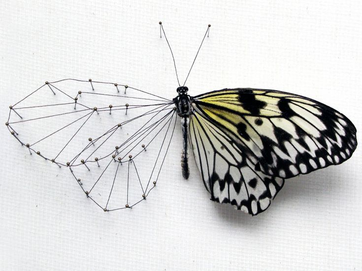 a butterfly with black and white markings on it's wings