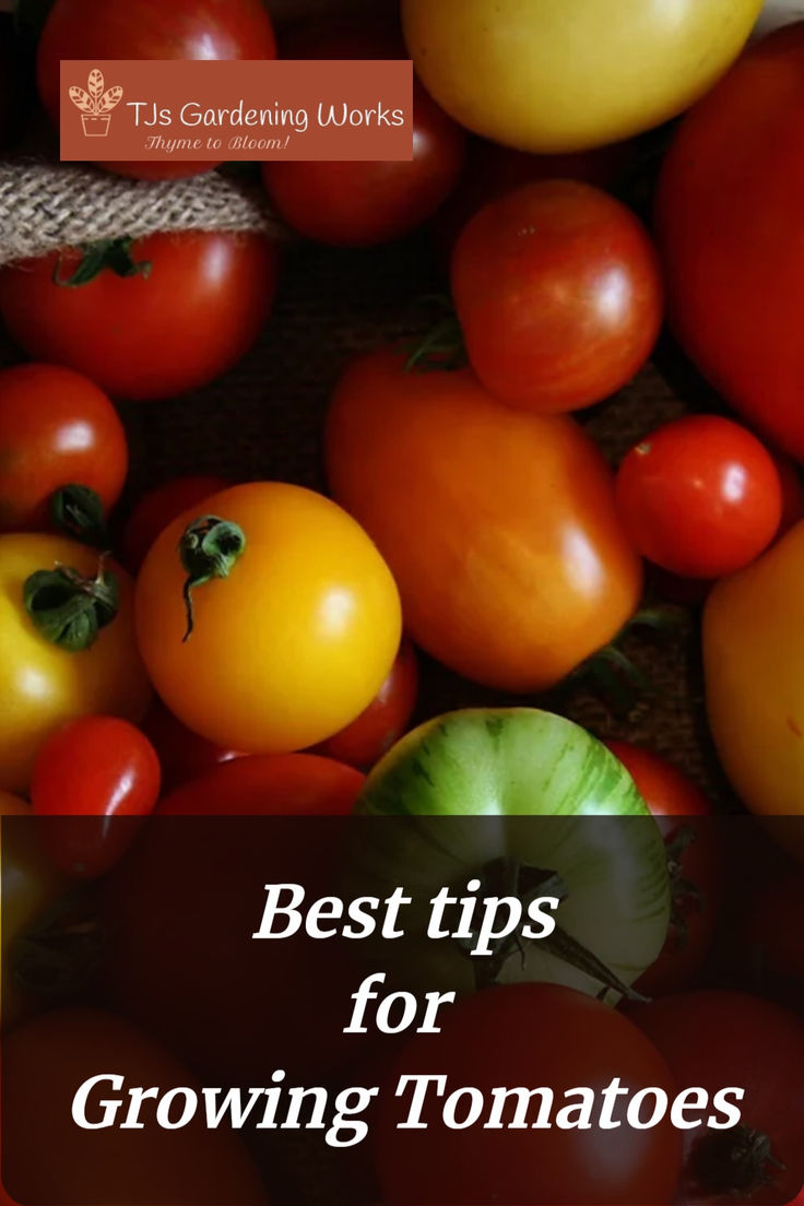 My tried and tested tips for how to grow healthy tomatoes successfully. Never buy supermarket tomatoes again! Tips For Growing Tomatoes, Grow Tomatoes, Gardening Vegetables, Growing Tomatoes, Gardening For Beginners, How To Grow, Vegetable Garden, Tomatoes, To Grow