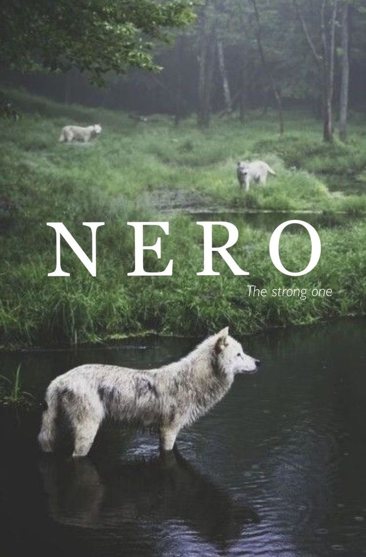 a white wolf standing on top of a river next to lush green grass and trees