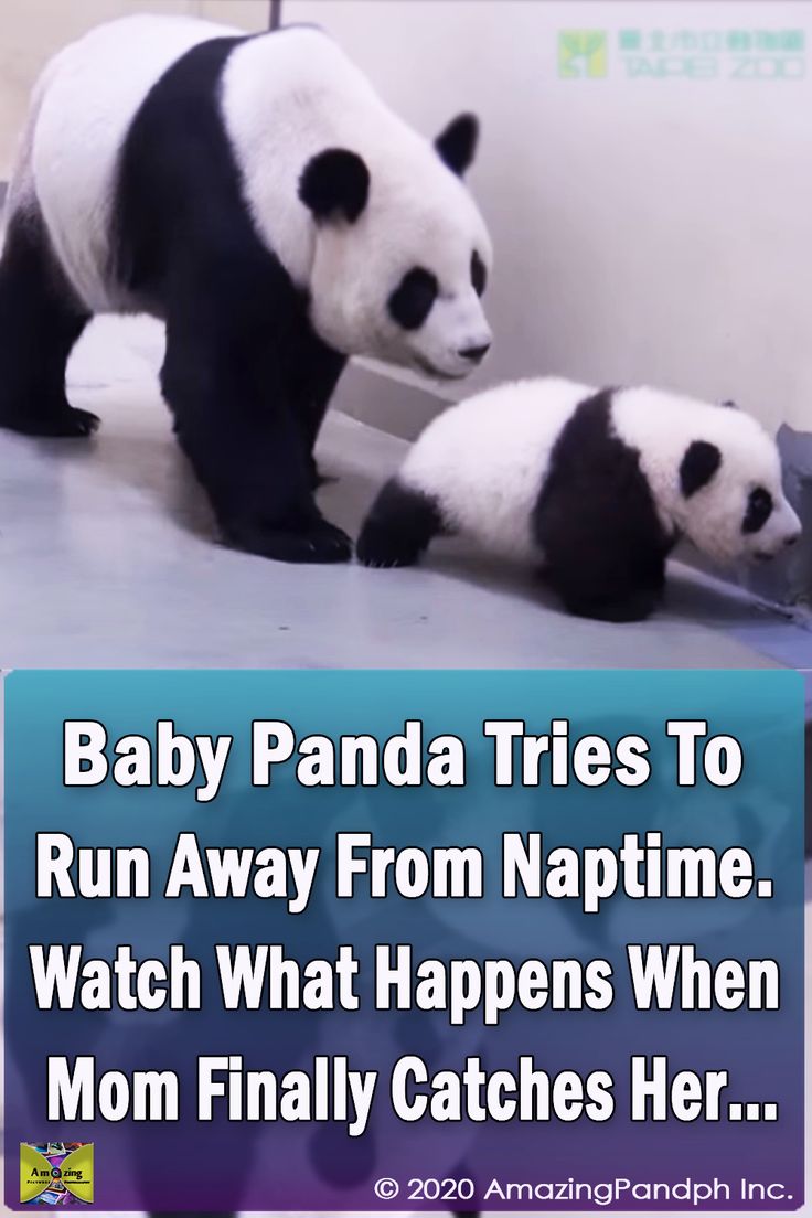 Panda Bears Cute, Panda Videos, Panda Facts, Funny Panda Pictures, Tiny Panda, Entitled Parents, Baby Pandas, Pandas Playing