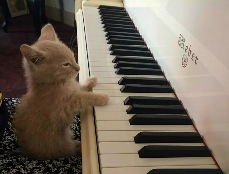 an orange kitten sitting on the floor next to a piano keyboard and playing with it's paw