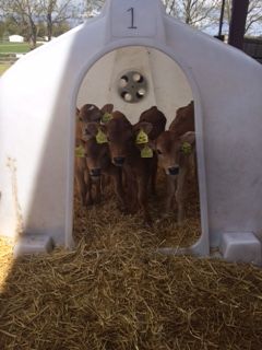 several cows are standing in front of an igloose with hay on the ground