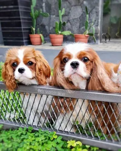 two brown and white dogs sitting on top of a metal fence next to green plants