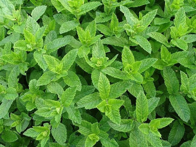 green leaves are growing in the ground