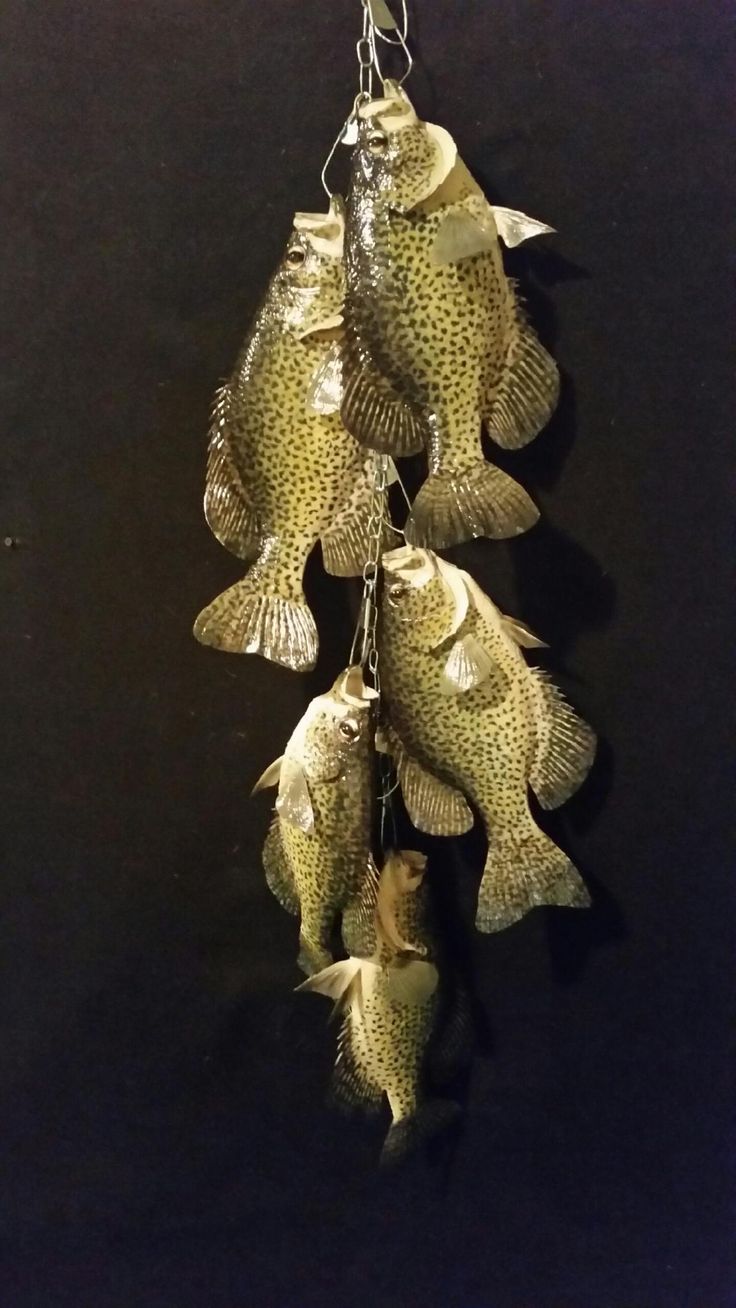 several small fish hanging from hooks on a black wall with water droplets coming out of them