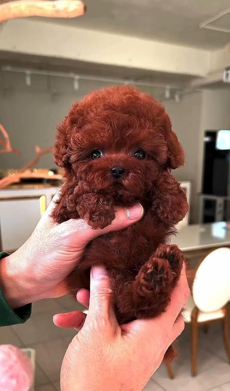 a person holding a small brown dog in their hand