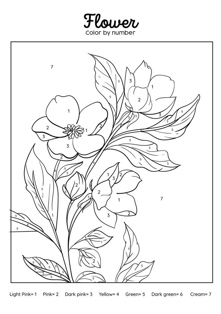 the flower coloring page is shown in black and white, with numbers on each side