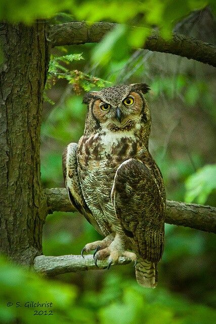 an owl is perched on a tree branch