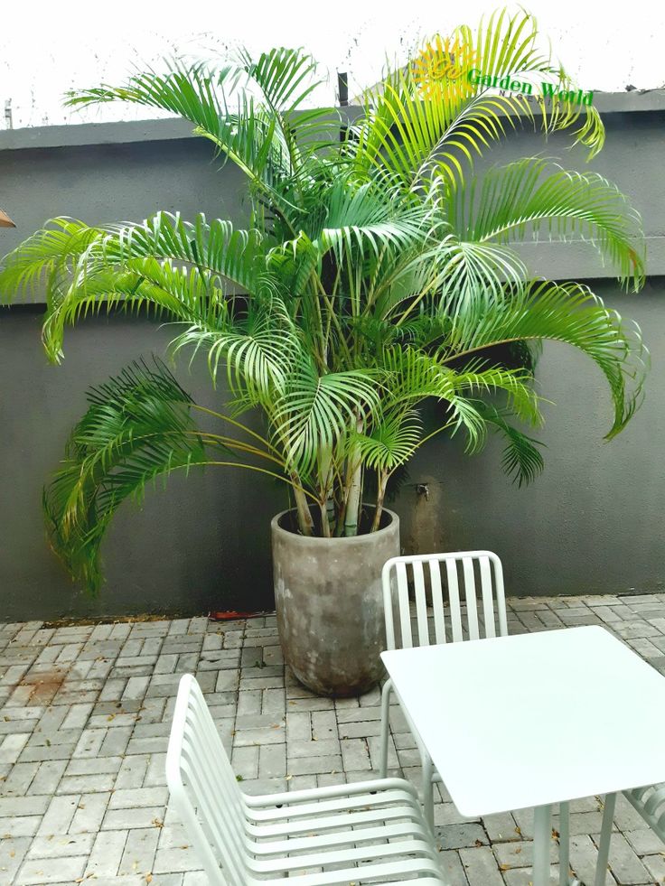 Also known as Dypsis lutescens, golden cane palm, areca palm, yellow palm, butterfly palm, or bamboo palm, is a species of flowering plant in the family Arecaceae. Erica Palm Plant, Golden Cane Palm, Butterfly Palm, Dypsis Lutescens, Privacy Planter, Urban Homestead, Bamboo Palm, Potted Palms, Backyard Trees