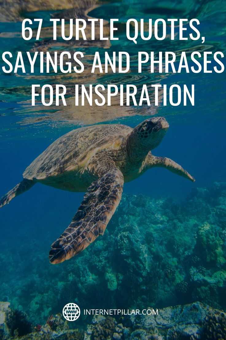 a turtle swimming in the ocean with text overlay that reads, 6 turtle quotes sayings and phrases for inspiration