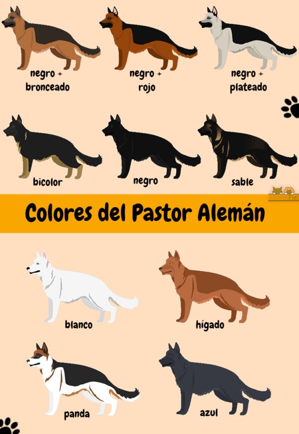 the different types of dogs and their names